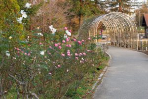 ミササガパーク（猿渡公園）、バラ、11月、秋。愛知県刈谷市の観光・撮影スポットの画像と写真