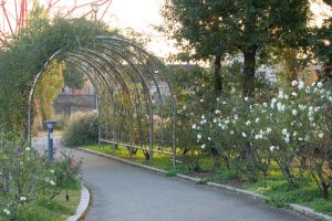 ミササガパーク（猿渡公園）、バラ、11月、秋。愛知県刈谷市の観光・撮影スポットの画像と写真ミササガパーク（猿渡公園）、バラ、11月、秋。愛知県刈谷市の観光・撮影スポットの画像と写真