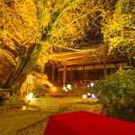 そぶえイチョウ黄葉まつり, ライトアップ、11月、愛知県稲沢市の観光・撮影スポットの画像と写真