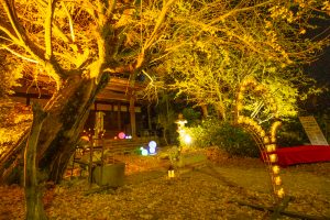 そぶえイチョウ黄葉まつり, ライトアップ、11月、愛知県稲沢市の観光・撮影スポットの画像と写真