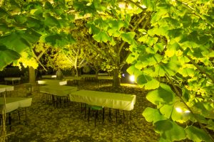 そぶえイチョウ黄葉まつり, ライトアップ、11月、愛知県稲沢市の観光・撮影スポットの画像と写真
