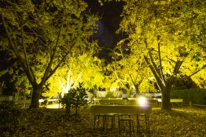 そぶえイチョウ黄葉まつり, ライトアップ、11月、愛知県稲沢市の観光・撮影スポットの画像と写真