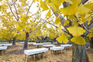 そぶえイチョウ黄葉まつり, 11月、愛知県稲沢市の観光・撮影スポットの画像と写真