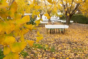 そぶえイチョウ黄葉まつり, 11月、愛知県稲沢市の観光・撮影スポットの画像と写真