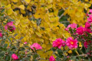 そぶえイチョウ黄葉まつり,椿、 11月、愛知県稲沢市の観光・撮影スポットの画像と写真