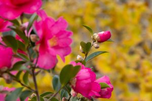 そぶえイチョウ黄葉まつり,椿、 11月、愛知県稲沢市の観光・撮影スポットの画像と写真