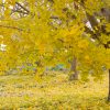 そぶえイチョウ黄葉まつり, 11月、愛知県稲沢市の観光・撮影スポットの画像と写真