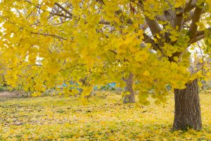 そぶえイチョウ黄葉まつり, 11月、愛知県稲沢市の観光・撮影スポットの画像と写真