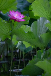 鶴舞公園、ハス、7月の夏の花、名古屋市昭和区の観光・撮影スポットの画像と写真