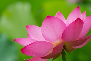 鶴舞公園、ハス、7月の夏の花、名古屋市昭和区の観光・撮影スポットの画像と写真