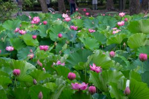 鶴舞公園、ハス、7月の夏の花、名古屋市昭和区の観光・撮影スポットの画像と写真