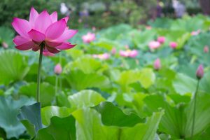 鶴舞公園、ハス、7月の夏の花、名古屋市昭和区の観光・撮影スポットの画像と写真