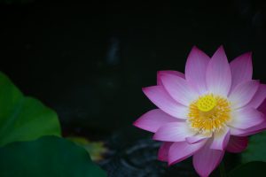 鶴舞公園、ハス、7月の夏の花、名古屋市昭和区の観光・撮影スポットの画像と写真