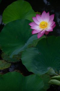 鶴舞公園、ハス、7月の夏の花、名古屋市昭和区の観光・撮影スポットの画像と写真