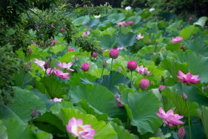 鶴舞公園、ハス、7月の夏の花、名古屋市昭和区の観光・撮影スポットの画像と写真