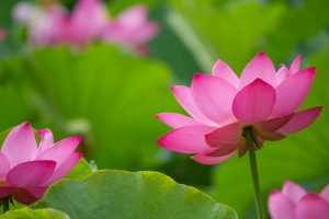 鶴舞公園、ハス、7月の夏の花、名古屋市昭和区の観光・撮影スポットの画像と写真