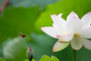 鶴舞公園、ハス、7月の夏の花、名古屋市昭和区の観光・撮影スポットの画像と写真