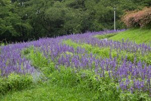 名城公園　ブルーサルビア　7月の夏の花　名古屋市北区の観光・撮影スポットの画像と写真