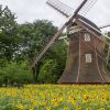 名城公園　ひまわり　7月の夏の花　名古屋市北区の観光・撮影スポットの画像と写真