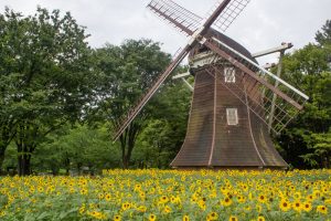 名城公園　ひまわり　7月の夏の花　名古屋市北区の観光・撮影スポットの画像と写真