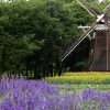 名城公園　ラベンダー　オランダ風車　7月の夏の花　名古屋市北区の観光・撮影スポットの画像と写真