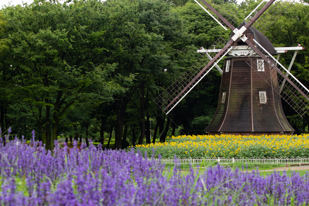 名城公園　ブルーサルビア　オランダ風車　7月の夏の花　名古屋市北区の観光・撮影スポットの画像と写真