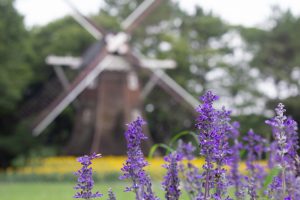 名城公園　ブルーサルビア　7月の夏の花　名古屋市北区の観光・撮影スポットの画像と写真