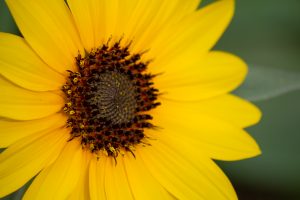 名城公園　ひまわり　7月の夏の花　名古屋市北区の観光・撮影スポットの画像と写真
