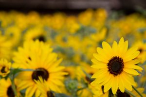 名城公園　ひまわり　7月の夏の花　名古屋市北区の観光・撮影スポットの画像と写真