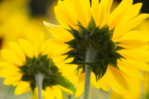 名城公園　ひまわり　7月の夏の花　名古屋市北区の観光・撮影スポットの画像と写真