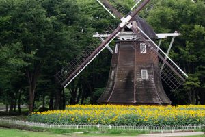 名城公園　ひまわり　オランダ風車　7月の夏の花　名古屋市北区の観光・撮影スポットの画像と写真