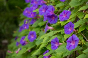 名城公園　あさがお　7月の夏の花　名古屋市北区の観光・撮影スポットの画像と写真