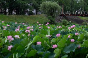 三ツ又ふれあい公園　ハス　7月の夏の花　愛知県春日井市の観光・撮影スポットの画像と写真