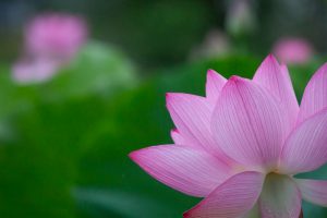 三ツ又ふれあい公園　ハス　7月の夏の花　愛知県春日井市の観光・撮影スポットの画像と写真