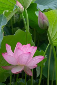 三ツ又ふれあい公園　ハス　7月の夏の花　愛知県春日井市の観光・撮影スポットの画像と写真