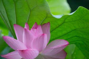 三ツ又ふれあい公園　ハス　7月の夏の花　愛知県春日井市の観光・撮影スポットの画像と写真