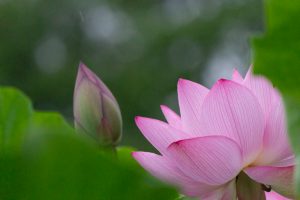 三ツ又ふれあい公園　ハス　7月の夏の花　愛知県春日井市の観光・撮影スポットの画像と写真
