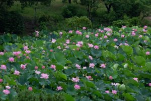 三ツ又ふれあい公園　ハス　7月の夏の花　愛知県春日井市の観光・撮影スポットの画像と写真