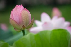 三ツ又ふれあい公園　ハス　7月の夏の花　愛知県春日井市の観光・撮影スポットの画像と写真