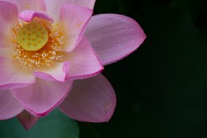三ツ又ふれあい公園　ハス　7月の夏の花　愛知県春日井市の観光・撮影スポットの画像と写真