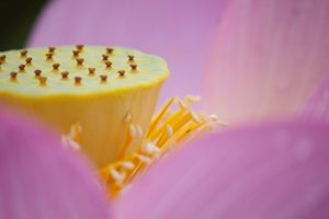 三ツ又ふれあい公園　ハス　7月の夏の花　愛知県春日井市の観光・撮影スポットの画像と写真