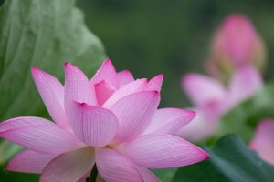 三ツ又ふれあい公園　ハス　7月の夏の花　愛知県春日井市の観光・撮影スポットの画像と写真