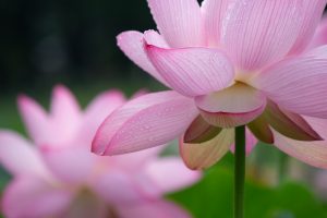 三ツ又ふれあい公園　ハス　7月の夏の花　愛知県春日井市の観光・撮影スポットの画像と写真
