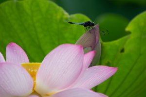 三ツ又ふれあい公園　ハス　7月の夏の花　愛知県春日井市の観光・撮影スポットの画像と写真