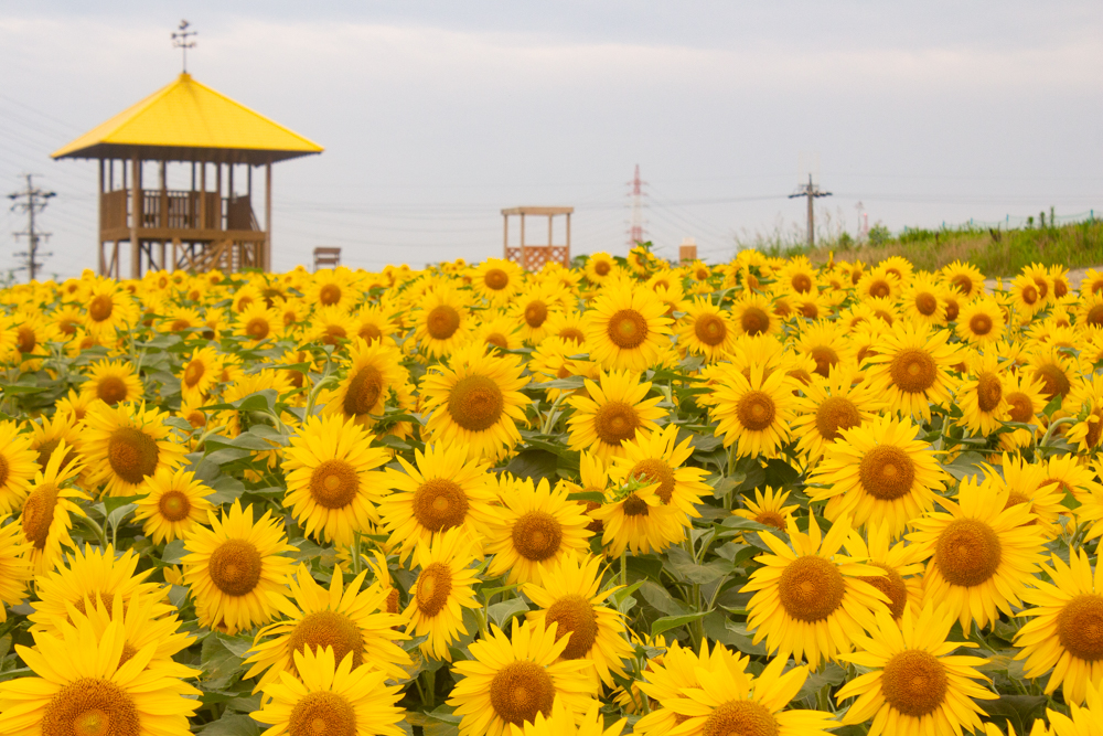 愛知牧場　ひまわり　8月の夏の花　愛知県日進市の観光・撮影スポットの名所