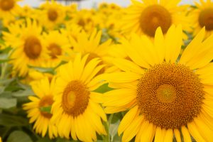 愛知牧場　ひまわり　8月の夏の花　愛知県日進市の観光・撮影スポットの名所