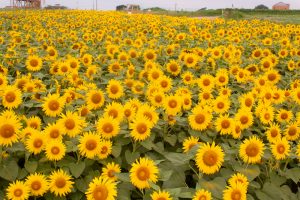 愛知牧場　ひまわり　8月の夏の花　愛知県日進市の観光・撮影スポットの名所