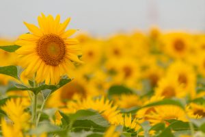 愛知牧場　ひまわり　8月の夏の花　愛知県日進市の観光・撮影スポットの名所