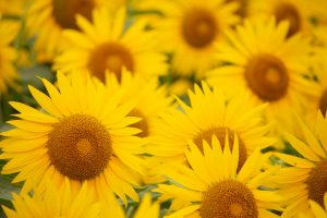 愛知牧場　ひまわり　8月の夏の花　愛知県日進市の観光・撮影スポットの名所