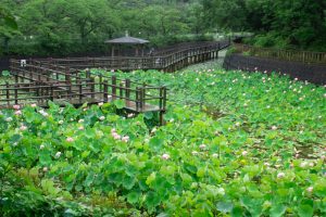 潮見坂平和公園、ハス、7月、夏の花、愛知県春日井市の観光・撮影スポットの画像と写真